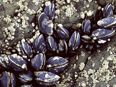 An adhesive inspired by marine molluscs is just one innovation to come out of the ‘A Joint Effort’ competition, coordinated by Australia’s Department of Defence and the UK’s Defence Science and Technology Laboratory.