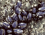 An adhesive inspired by marine molluscs is just one innovation to come out of the ‘A Joint Effort’ competition, coordinated by Australia’s Department of Defence and the UK’s Defence Science and Technology Laboratory.
