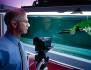 DST Group scientist Lincoln Erm studying the flow over a modern combat aircraft in the Water Tunnel. 